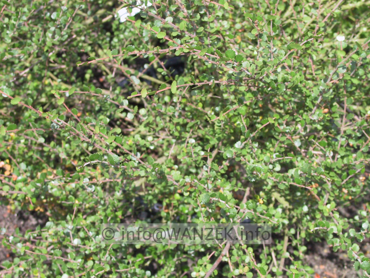 Betula nana - nah.JPG